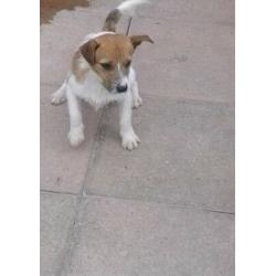 Jack Russell dog 9 month old
