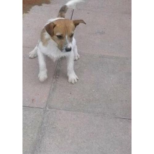 Jack Russell dog 9 month old
