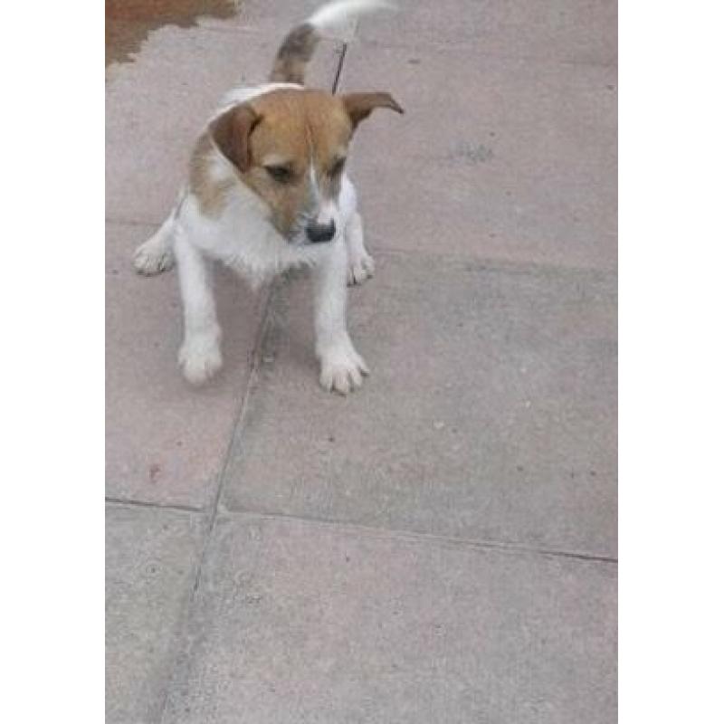 Jack Russell dog 9 month old