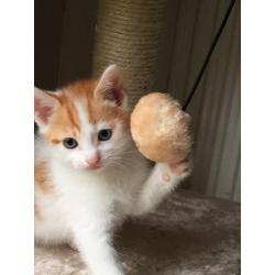 LOVELY CUTE playful healthy male kitten WHITE N GINGER SPOT