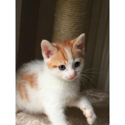 LOVELY CUTE playful healthy male kitten WHITE N GINGER SPOT