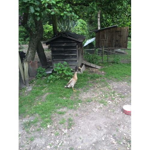 Fawn Indian Runner Drake needing loving home - free