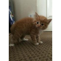 Kittens for sale