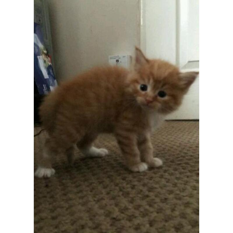 Kittens for sale