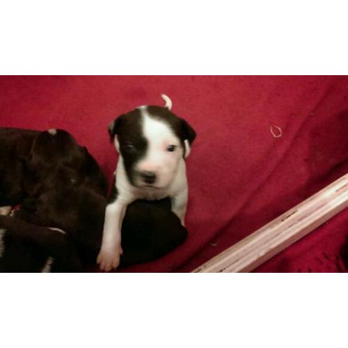 Staffie 8 week old puppy