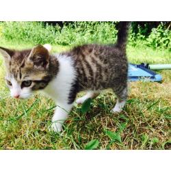 ** Kittens For Sale**