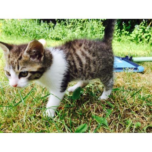 ** Kittens For Sale**