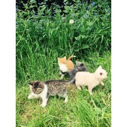 ** Kittens For Sale**
