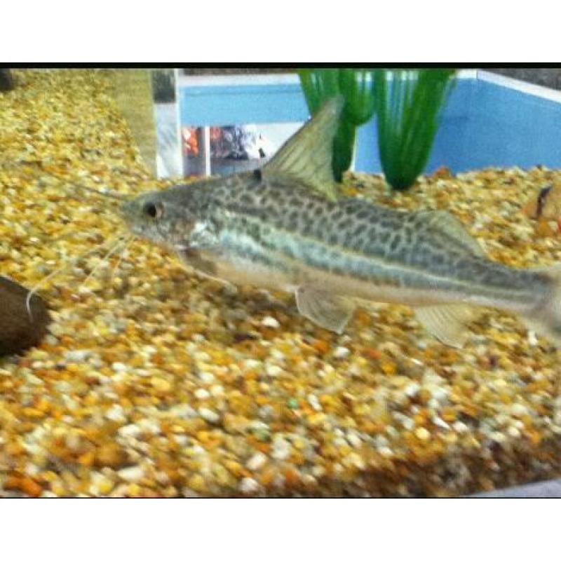 Tropical fish