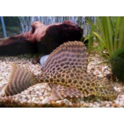 Tropical fish
