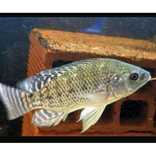 Tropical fish