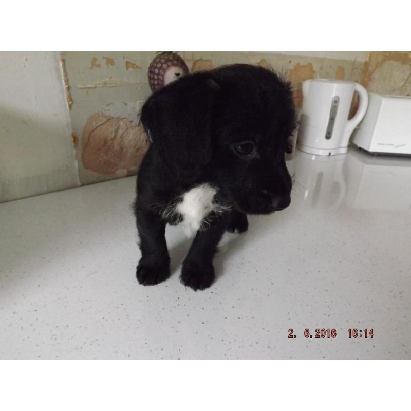 jackapoo pups for sale
