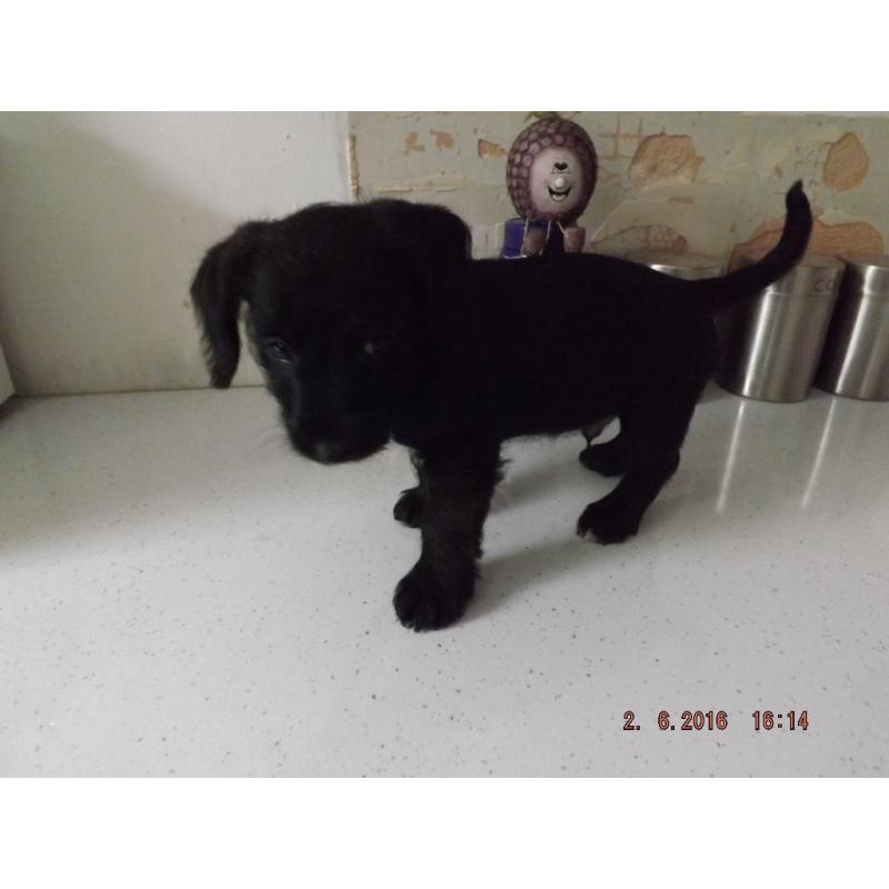 jackapoo pups for sale