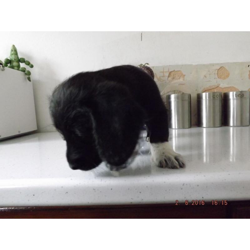 jackapoo pups for sale