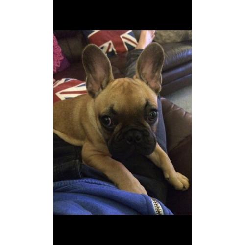 KC regististerd fawn pedigree French Bulldog puppy