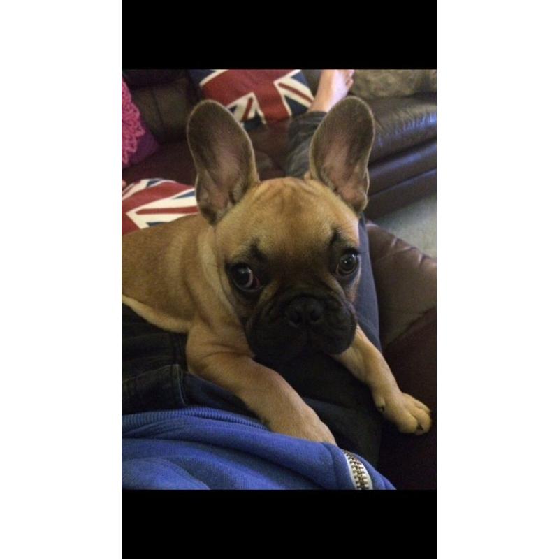 KC regististerd fawn pedigree French Bulldog puppy