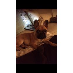 KC regististerd fawn pedigree French Bulldog puppy