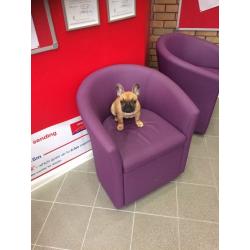 KC regististerd fawn pedigree French Bulldog puppy