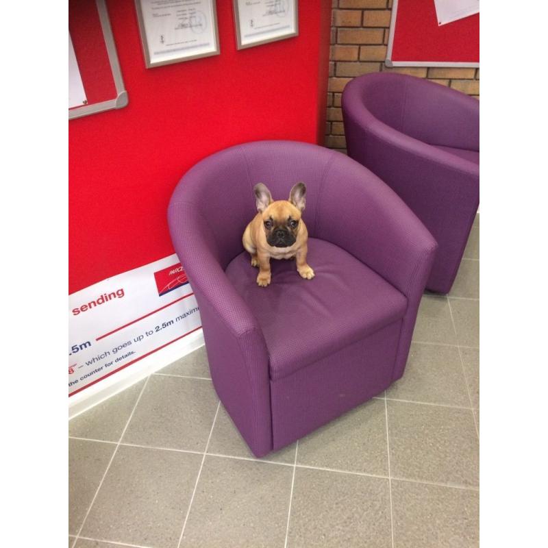 KC regististerd fawn pedigree French Bulldog puppy