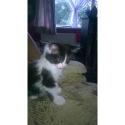 kitten for sale