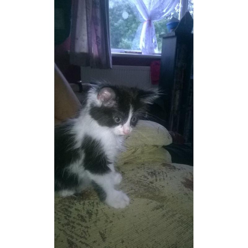 kitten for sale