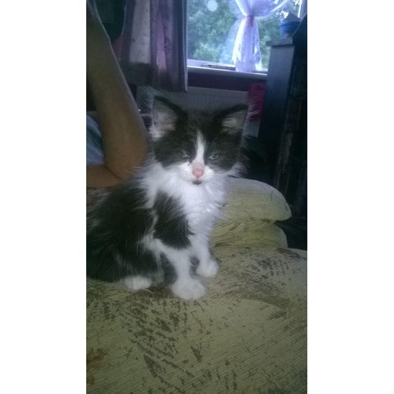 kitten for sale