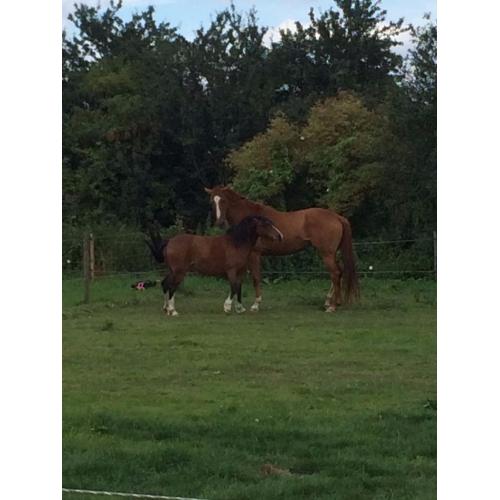 1 Horse and 1 Pony For Part Loan