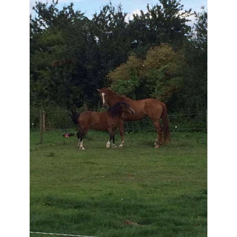1 Horse and 1 Pony For Part Loan