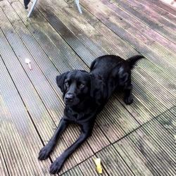 Black lab looking for a new loving home