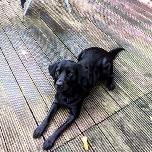 Black lab looking for a new loving home