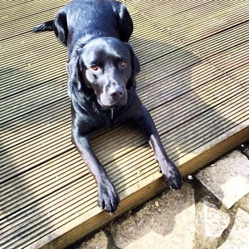 Black lab looking for a new loving home