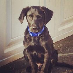 Black lab looking for a new loving home