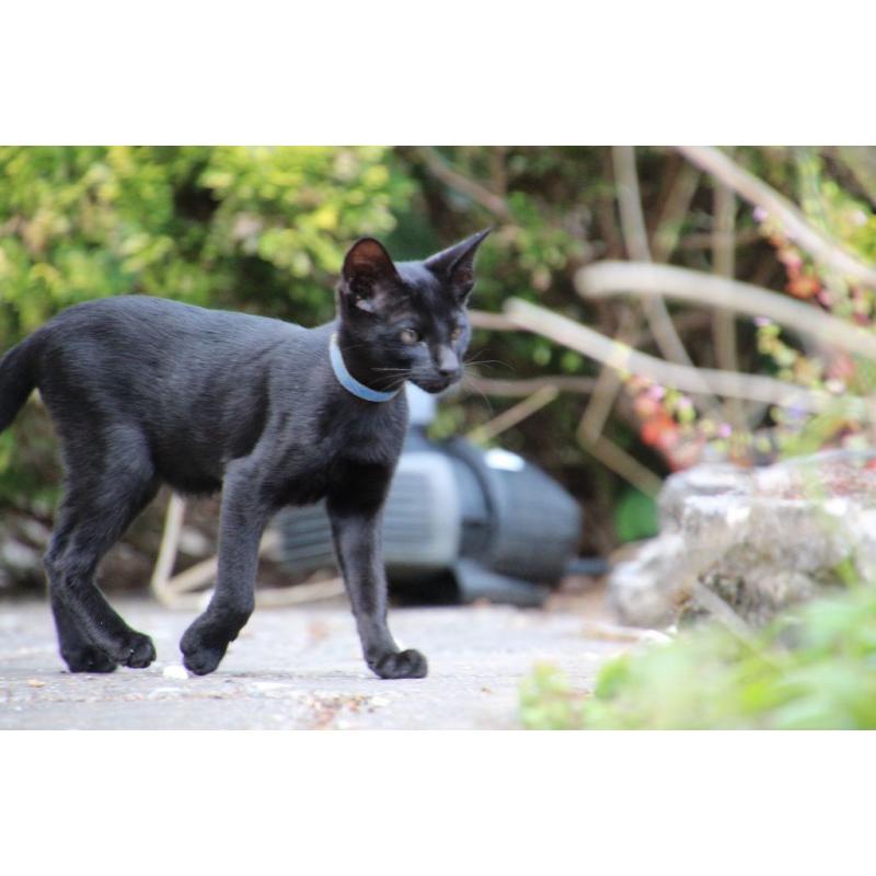 Lovely half-siamese kitten for sale (boy)