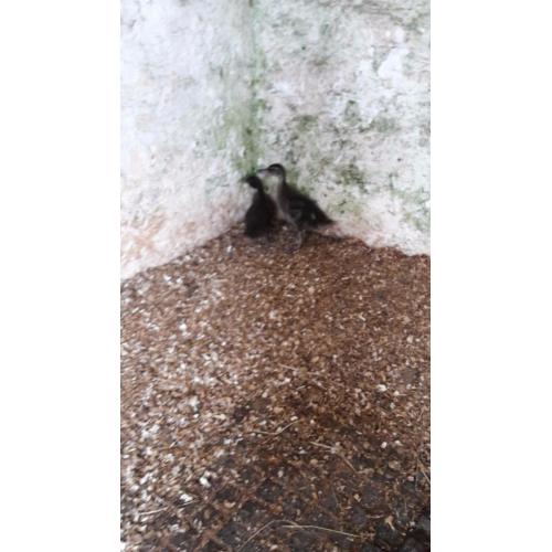 2baby duckings free to a good home asap. Thank you