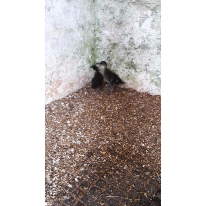 2baby duckings free to a good home asap. Thank you