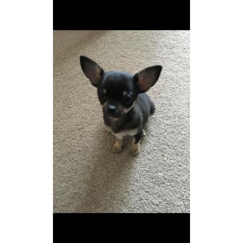 Chihuahua
