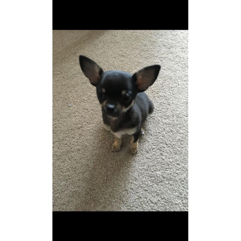 Chihuahua