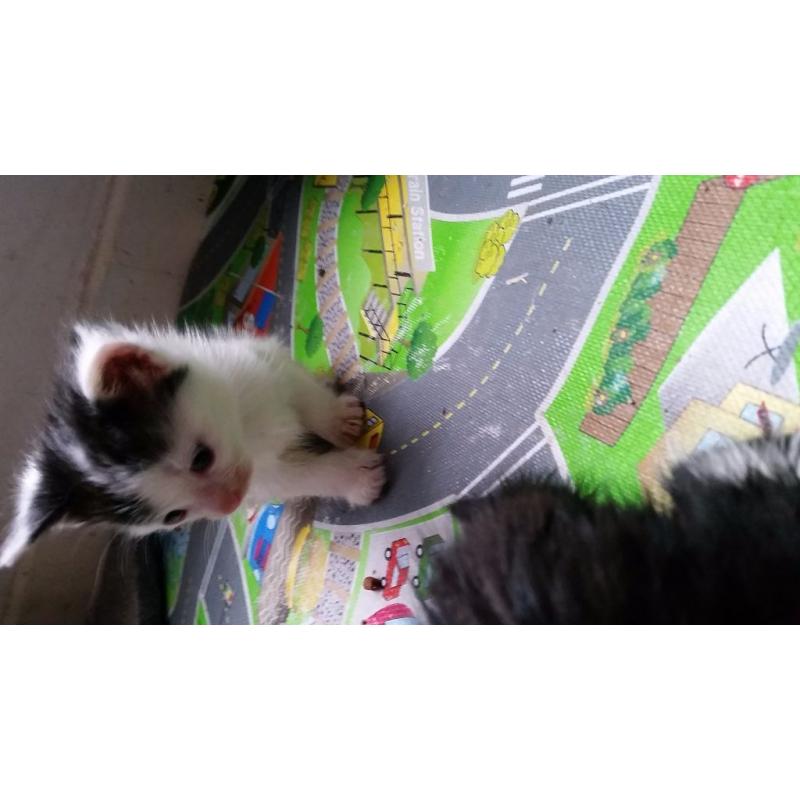 5 kittens for sale