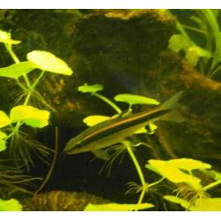 Flying Fox fish (Epalzeorhynchos kalopterus)