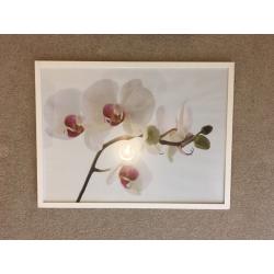 Large orchid print in glass frame.