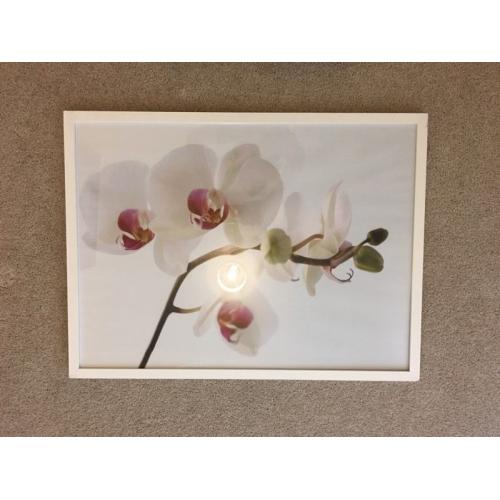 Large orchid print in glass frame.