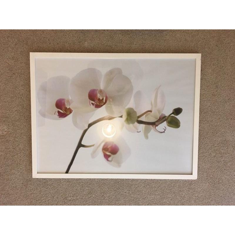 Large orchid print in glass frame.