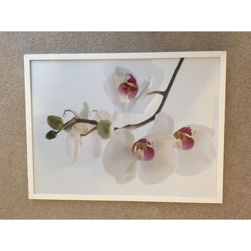 Large orchid print in glass frame.