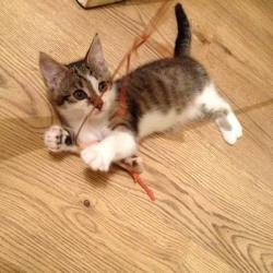 Mia Adult Female Tabby Cat