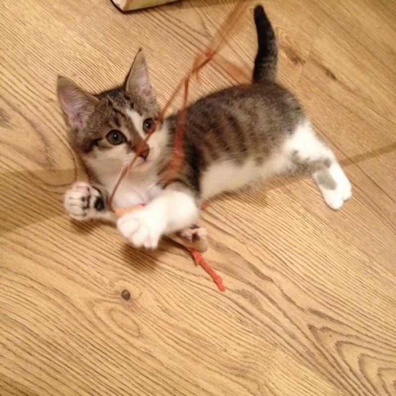 Mia Adult Female Tabby Cat