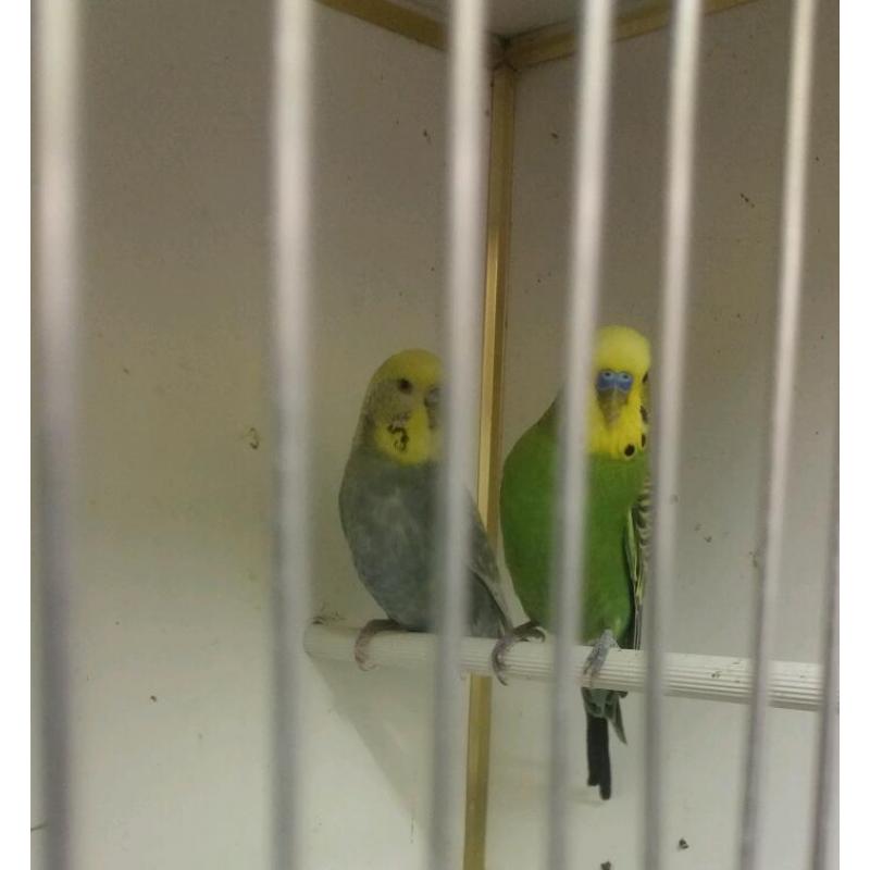 Budgie for sale