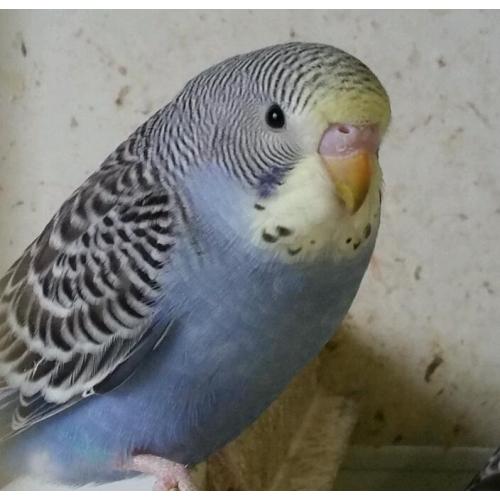 Budgie for sale