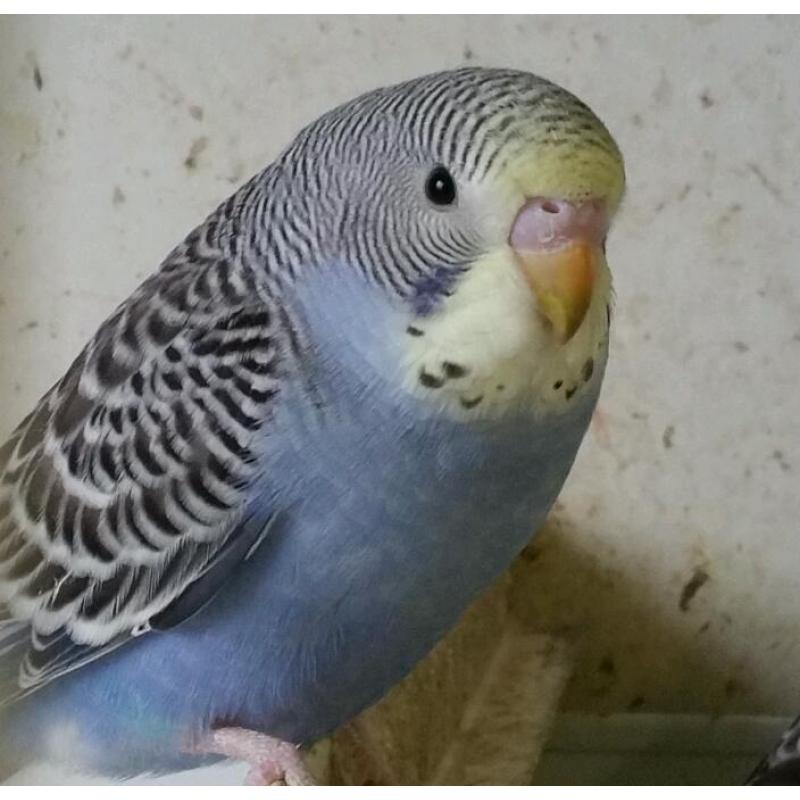 Budgie for sale