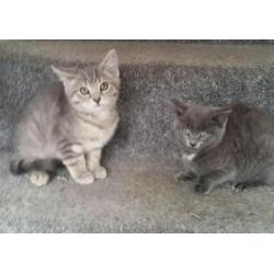 2 BRITISH BLUE KITTENS FOR SALE (READY NOW )