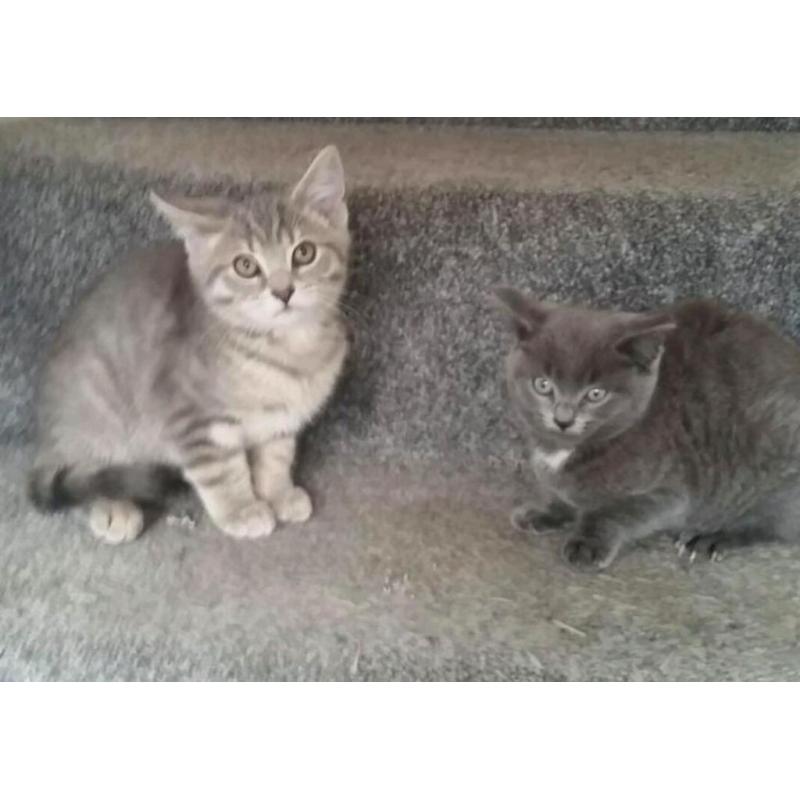 2 BRITISH BLUE KITTENS FOR SALE (READY NOW )